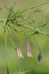 Asparagus neglectus