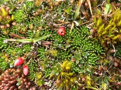 Disterigma empetrifolium