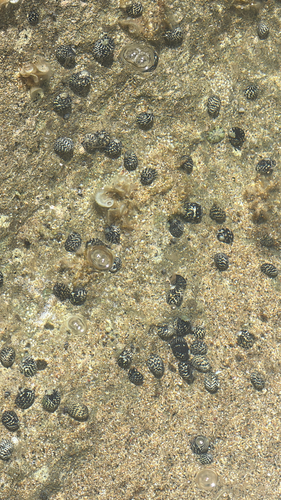 Nerita tessellata