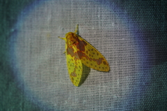 Symphlebia