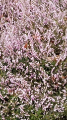 Calluna