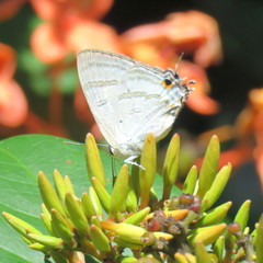 Hypolycaena phorbas