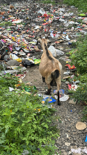 Domestic Goat
