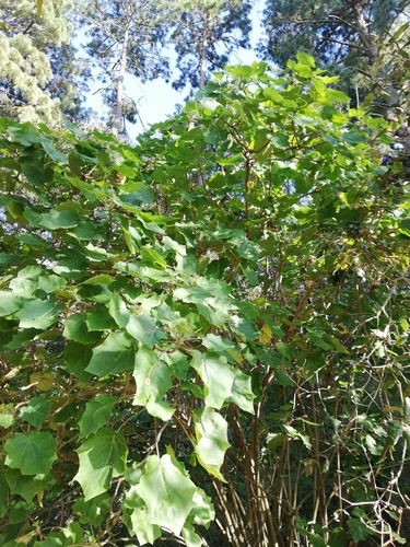 Jatropha curcas