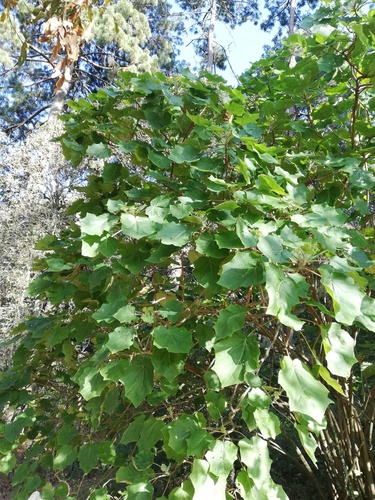 Jatropha curcas