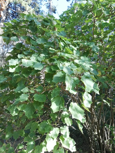 Jatropha curcas