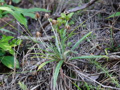 Celmisia major major