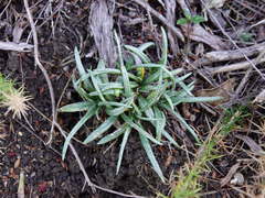 Celmisia major major