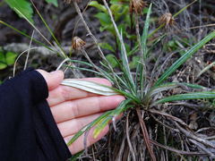 Celmisia major major