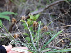 Celmisia major major