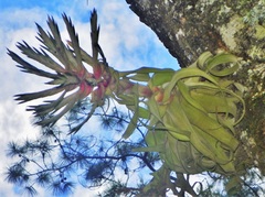 Tillandsia streptophylla