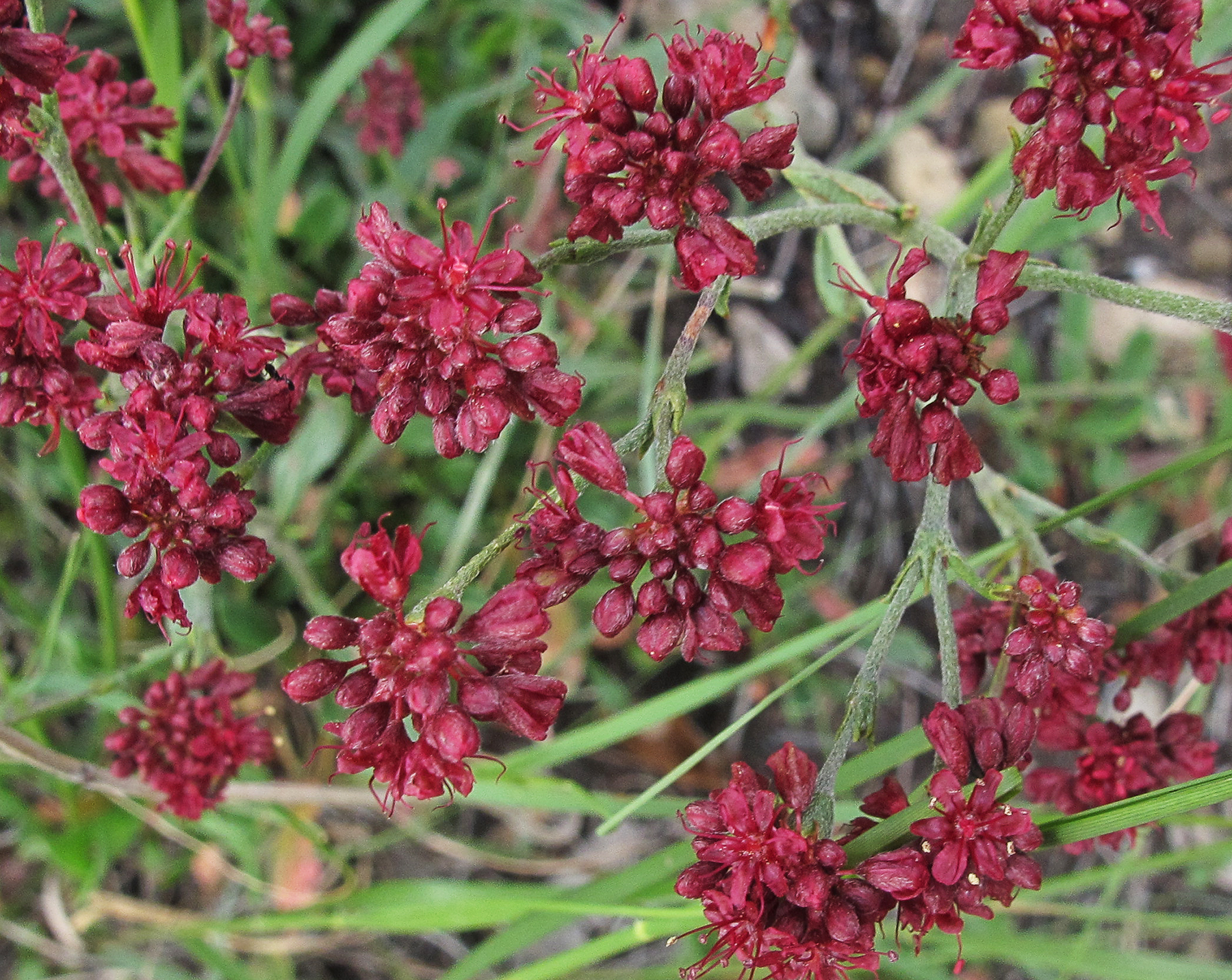 Eriogonum hemipterum