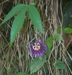 Passiflora choconiana