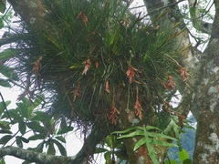Tillandsia polita
