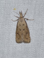 Acrolophus mortipennella