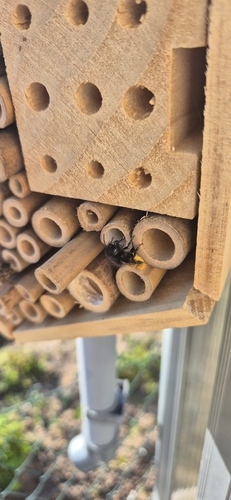 European Orchard Bee