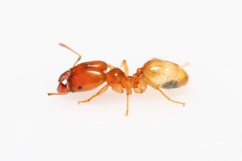 Pheidole subarmataPheidole subarmata