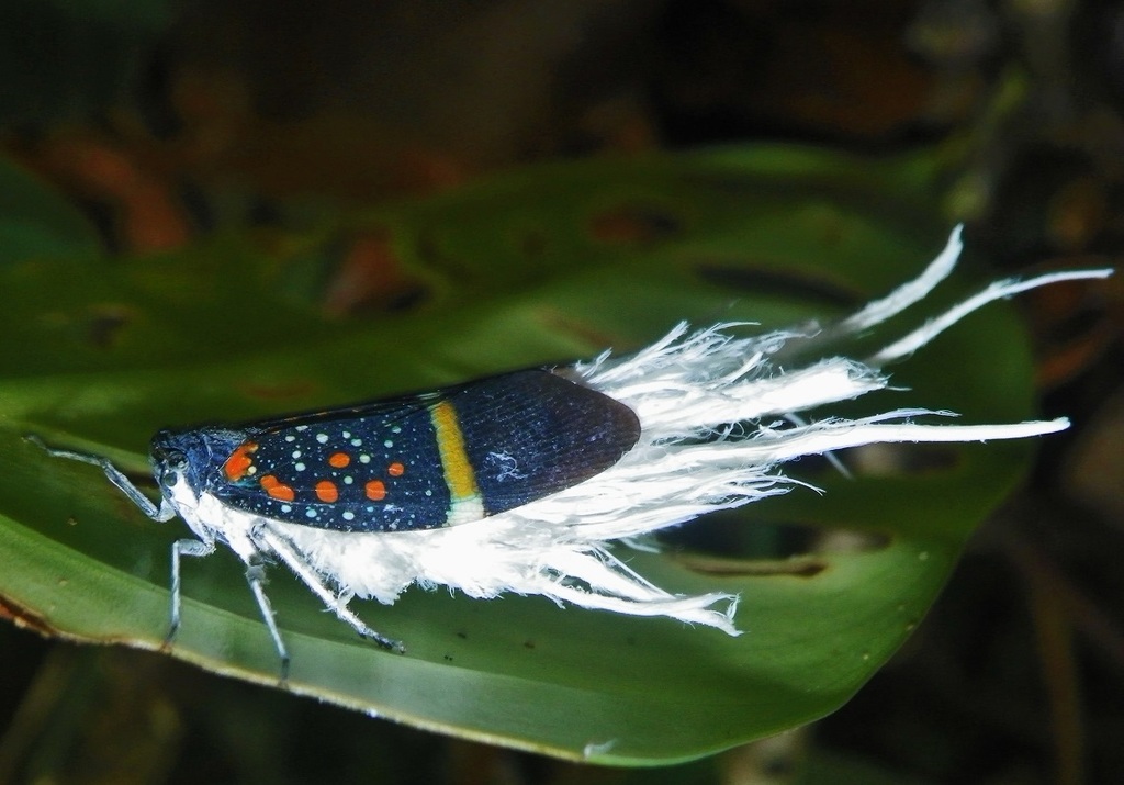 Alaruasa aerata