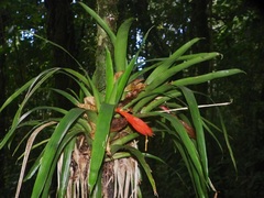 Guzmania nicaraguensis