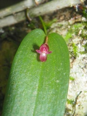 Pleurothallis pansamalae