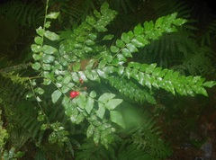 Picramnia antidesma