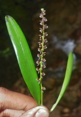 Stelis aemula
