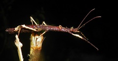 Hypocyrtus ornatissimus