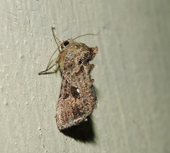 Ctenoplusia furcifera