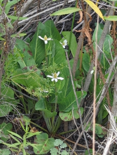 iNaturalist observation photo of Yerba Mansa