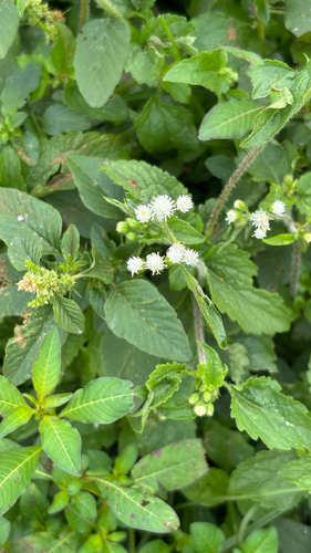 billygoat weed