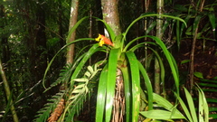 Guzmania nicaraguensis