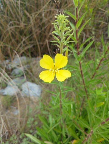 iNaturalist observation photo of tall evening primrose