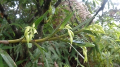 Epidendrum isomerum