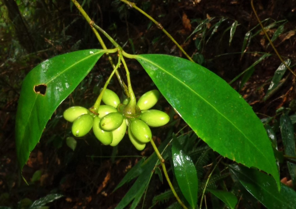 Mollinedia butleriana