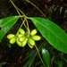 Mollinedia butleriana - Photo (c) delmer jonathan,  זכויות יוצרים חלקיות (CC BY-NC), הועלה על ידי delmer jonathan