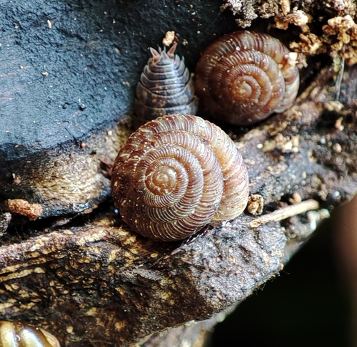 Gonyodiscus rotundatus