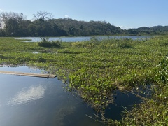 Micrathyria aequalis