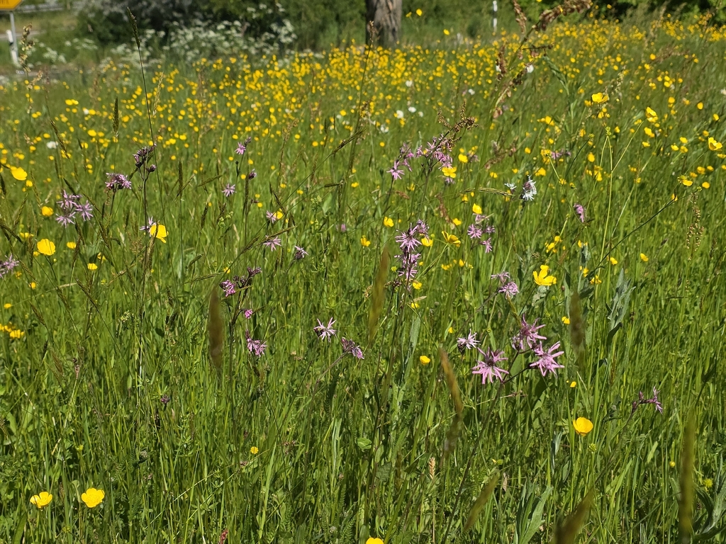 Silene flos-cuculi (Silene flos-cuculi)