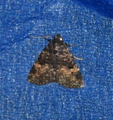 Metalectra diabolica