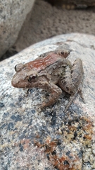 Leptodactylus wagneri
