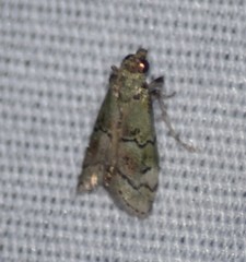 Cacotherapia flexilinealis