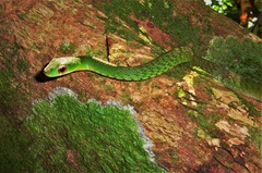 Drymobius chloroticus