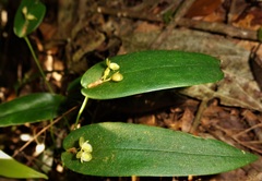 Pleurothallis correllii