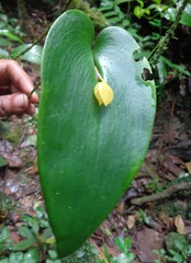 Pleurothallis cardiothallis