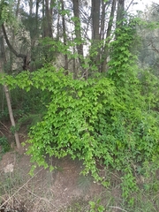 Cardiospermum grandiflorum