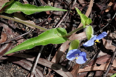 Commelina ensifolia