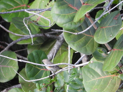 Setophaga coronata image