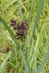 Haemodorum coccineum