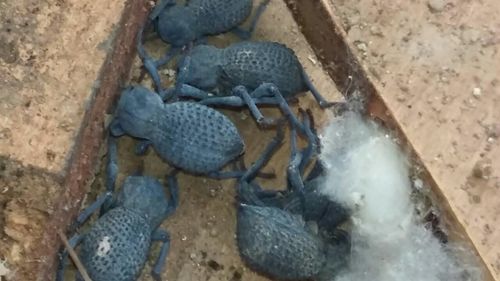 Photo of Desert Ironclad Beetle (Asbolus verrucosus)