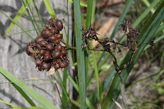 Haemodorum coccineum